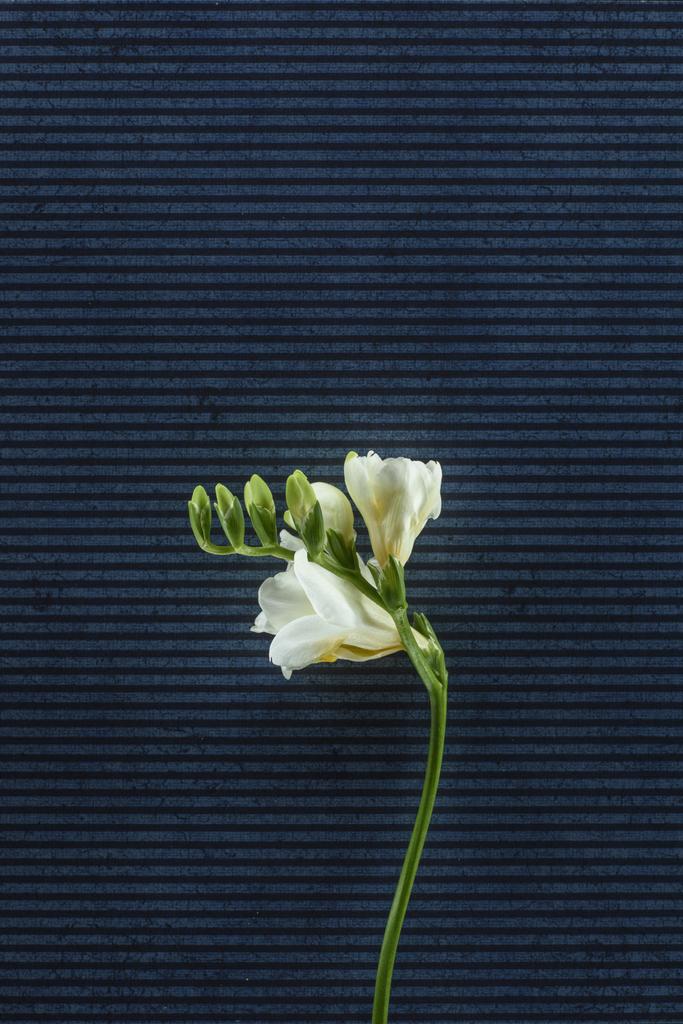 blooming freesia flowers over stripped background - Photo, Image