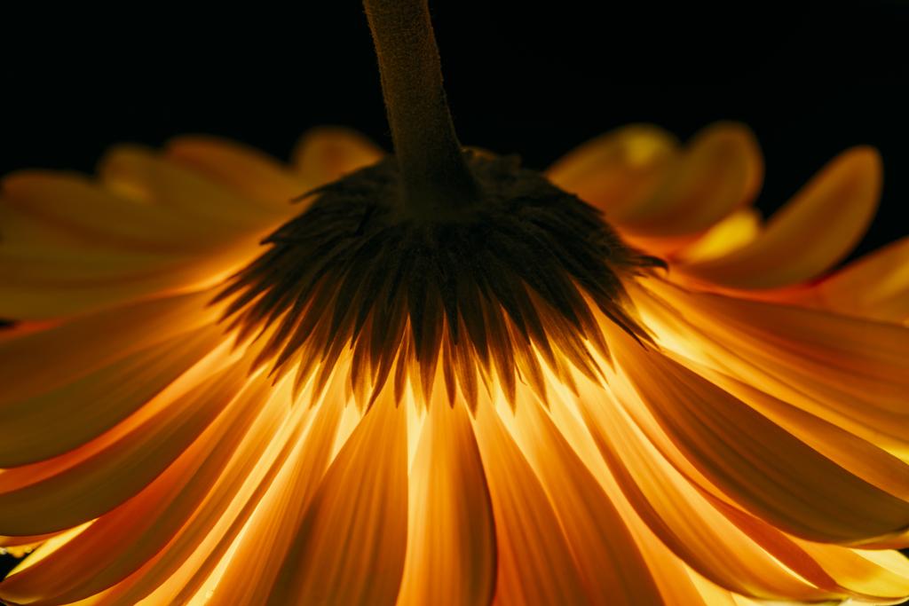 belle fleur de gerbera isolée sur noir
 - Photo, image