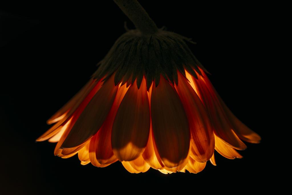 beautiful gerbera flower isolated on black - Photo, Image