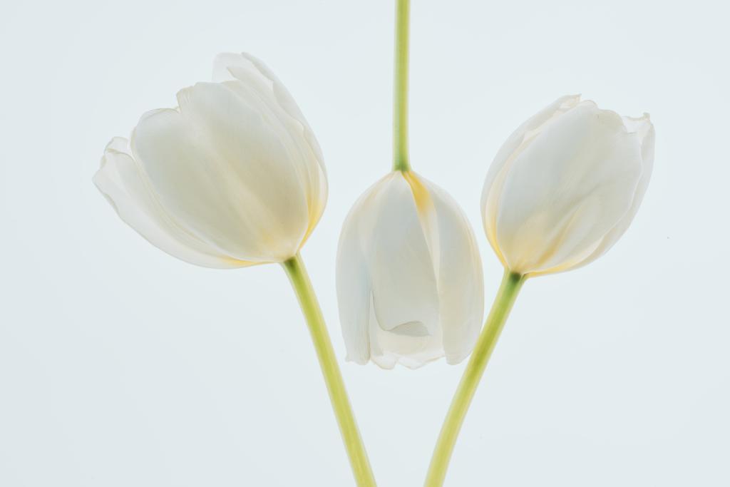 tulip piękne kwiaty na białym tle - Zdjęcie, obraz