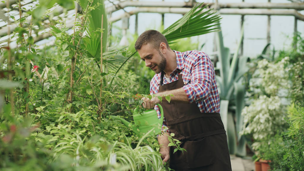 Der selbstbewusste Gärtner gießt Pflanzen im Gewächshaus mit der Kanne. attraktiver junger Mann genießt seinen Job im Garten - Foto, Bild