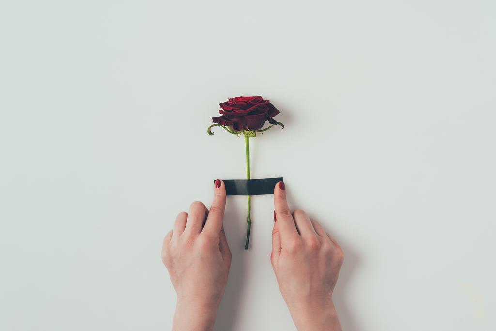 обрізане зображення жінки, що кладе ізоляційну стрічку на троянду на білому фоні, концепція дня Святого Валентина
 - Фото, зображення