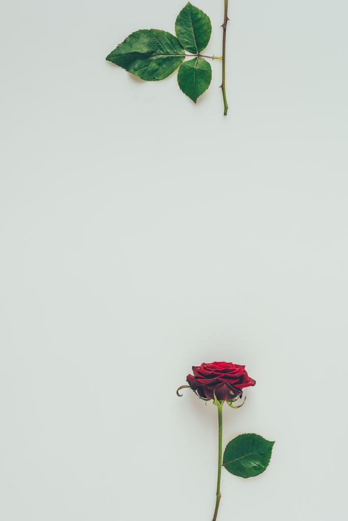 ylhäältä näkymä punainen ruusu osat eristetty valkoinen, Ystävänpäivä käsite
 - Valokuva, kuva