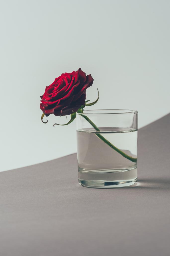 Elasticidad Contaminado Exactamente Foto e imagen de stock sin royalties de Rosa Roja En Vaso De Agua Sobre