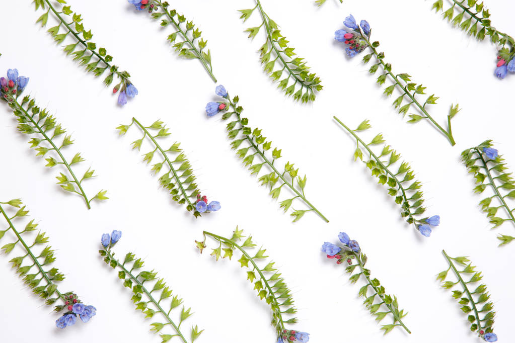 Symphytum beyaz bir arka plan üzerinde paralel çizgiler ortaya konulan çiçekler yapılmış çiçek duvar kağıdı. - Fotoğraf, Görsel