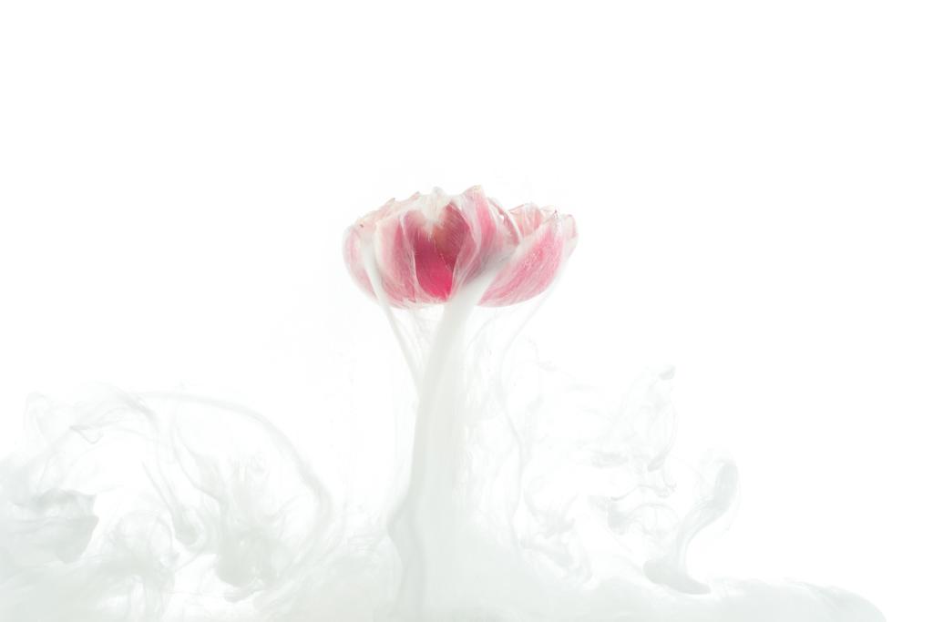 close up view of pink flower and white paint splash isolated on white - Photo, Image