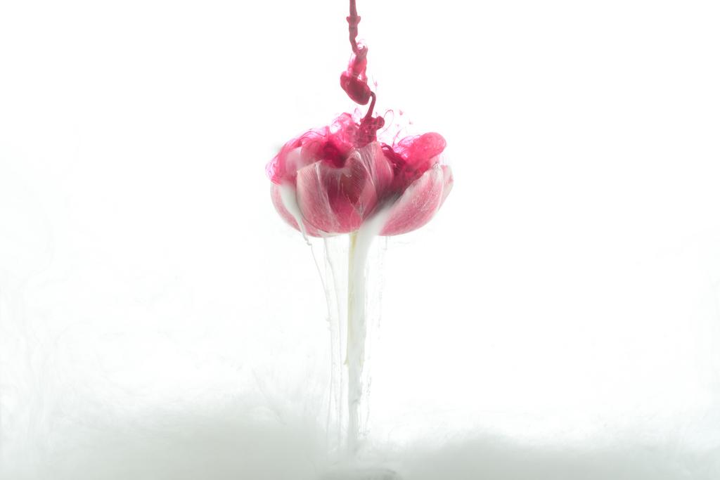 close up view of pink flower and paint splashes isolated on white - Photo, Image