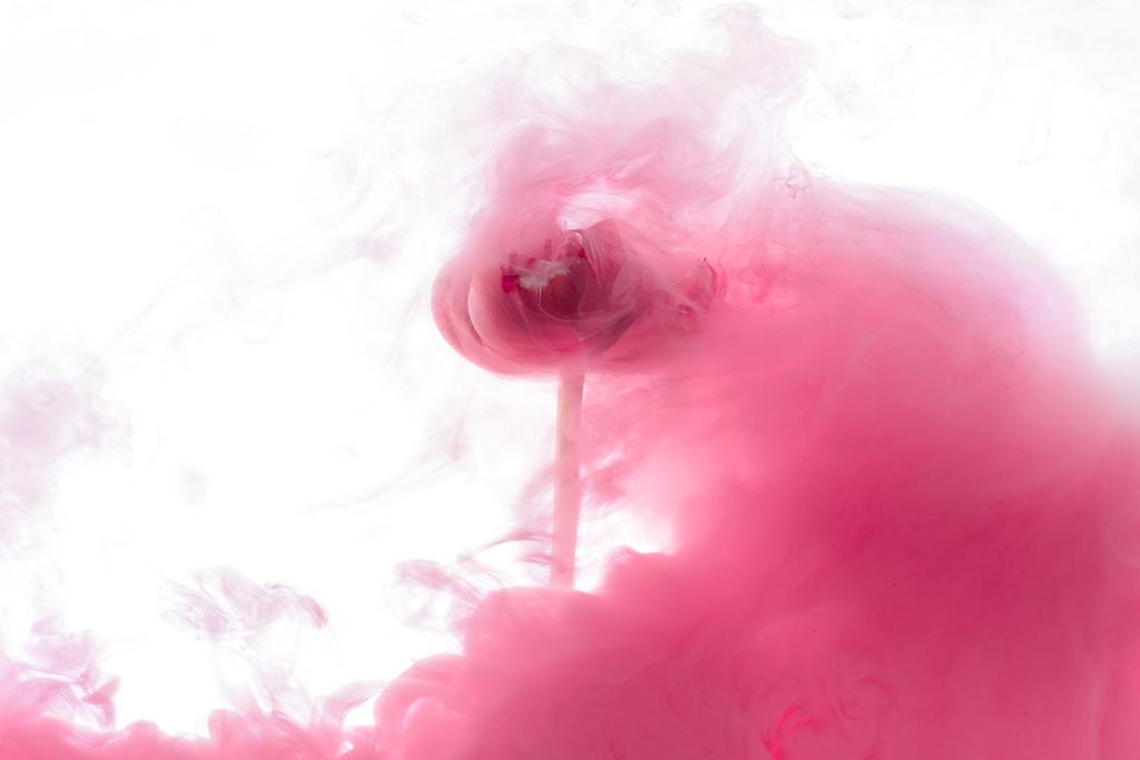 close up view of pink flower and paint splash isolated on white - Photo, Image