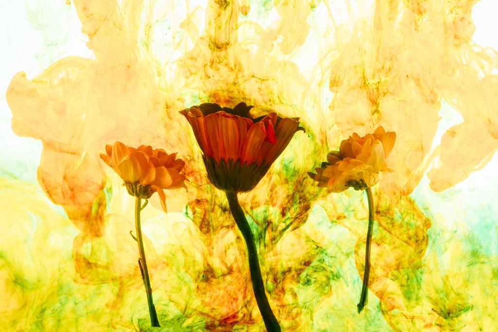 vista de cerca de flores y salpicaduras de pintura amarilla
 - Foto, Imagen