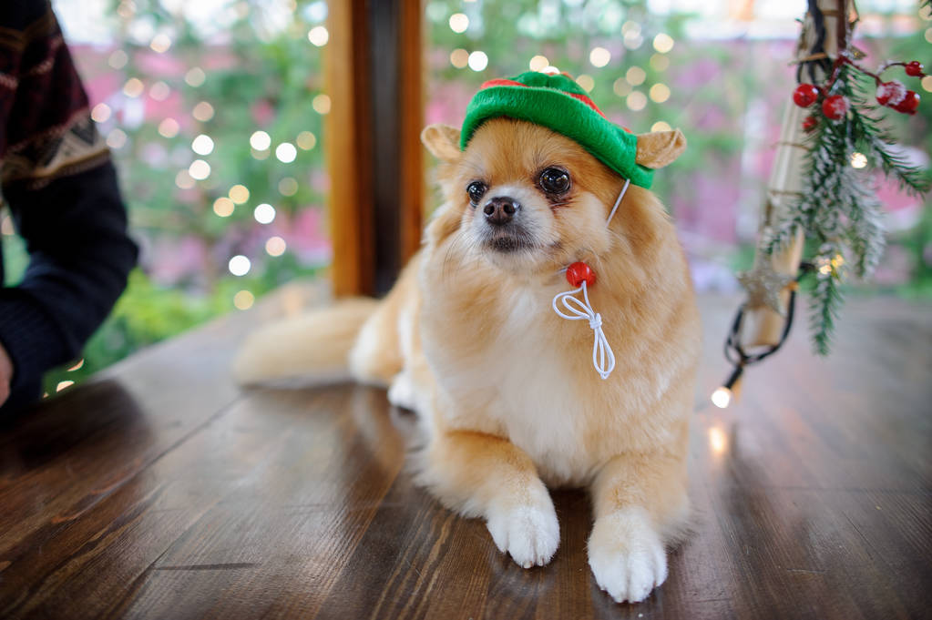 Charming pomeranian spitz in a bright hat. - Photo, Image