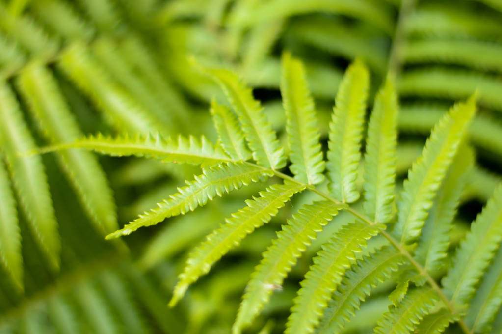 groene blad natuur achtergrond - Foto, afbeelding