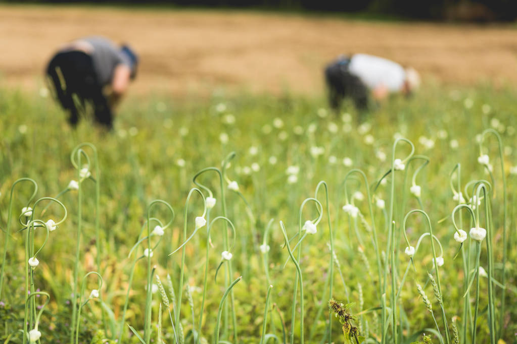 Twee boeren knoflook planten en bollen plukken in het veld - Foto, afbeelding