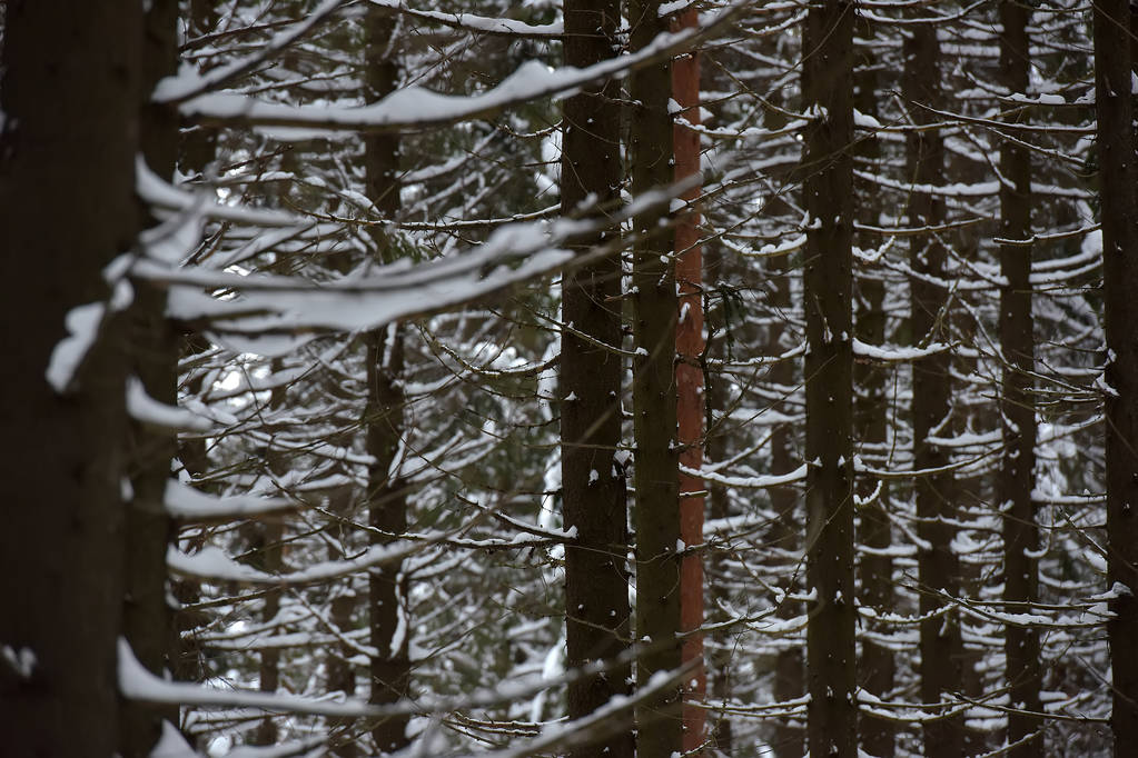 Korkeat mäntyankeroiset, lumisella jauheella käsitellyt
 - Valokuva, kuva