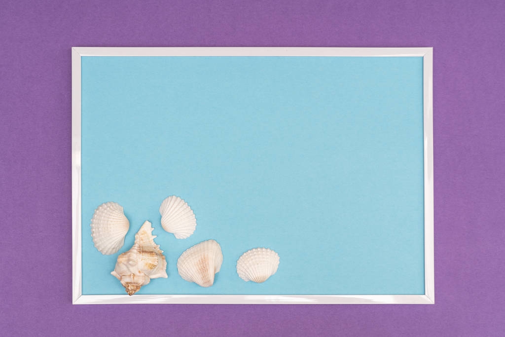 weiße Muscheln in weißem Rahmen auf farbigem Hintergrund - Foto, Bild