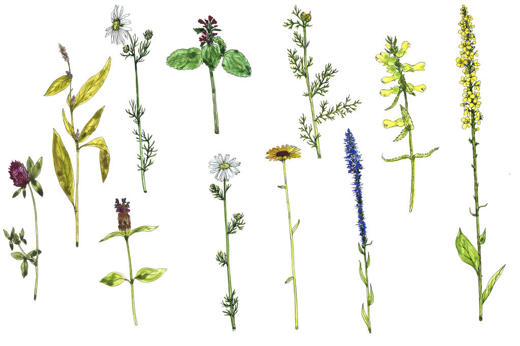 Conjunto de aquarela desenho flores e plantas
 - Foto, Imagem