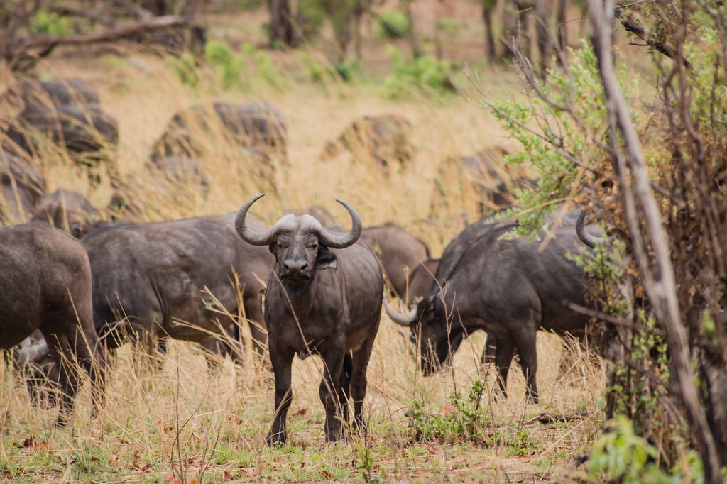 Kaffirbüffel in der Savanne von Zimbabwe, Südafrika - Foto, Bild