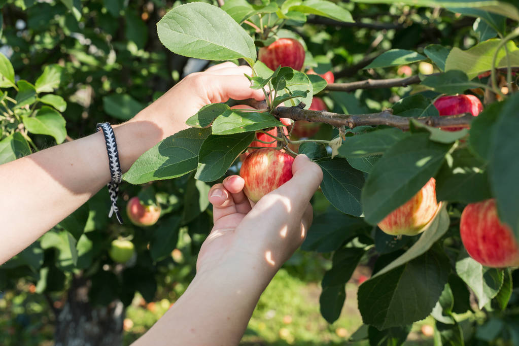 Kırmızı olgun elma elma ağacından toplama bir kadın eli - Fotoğraf, Görsel
