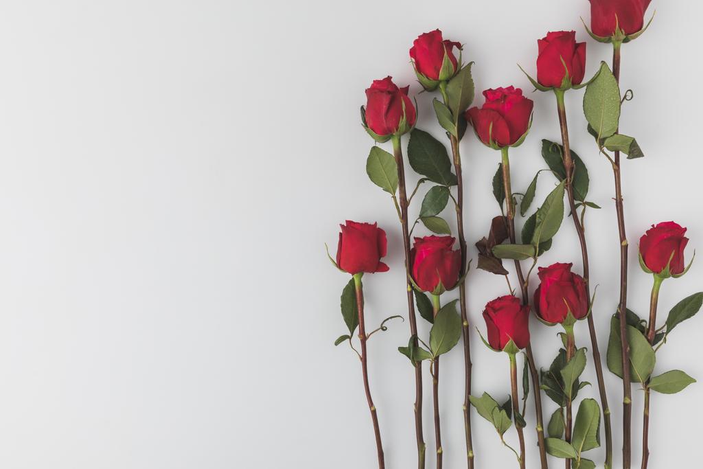 верхний вид устроенных красных роз, изолированных на белом
 - Фото, изображение