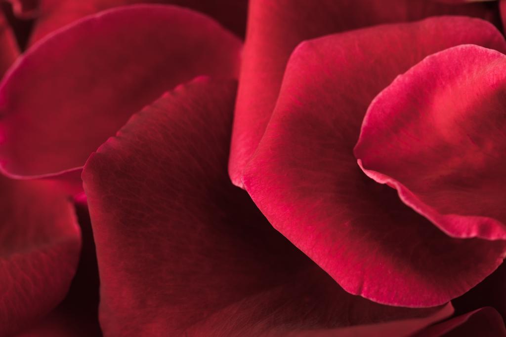 Detailní zobrazení textury lístky červené růže - Fotografie, Obrázek