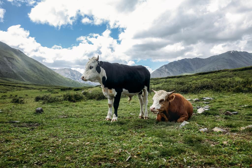 krowy - Zdjęcie, obraz