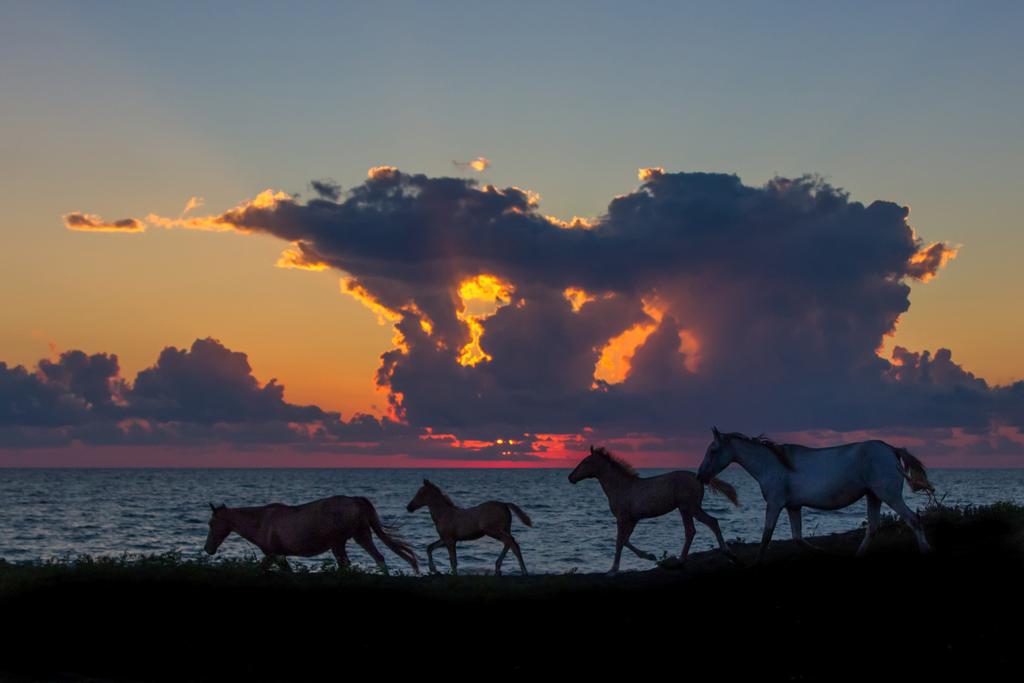 horses - Photo, Image