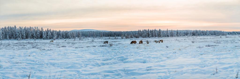 日没、jakutia で雪の中を歩く美しい茶色と白の馬  - 写真・画像