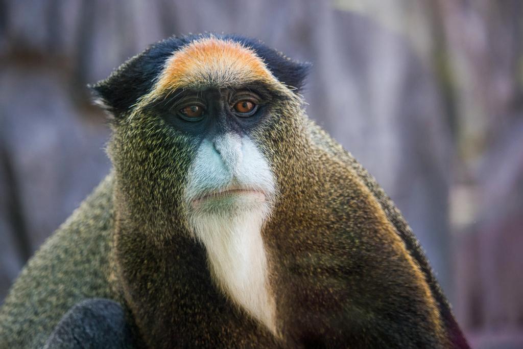 Apinat - Valokuva, kuva