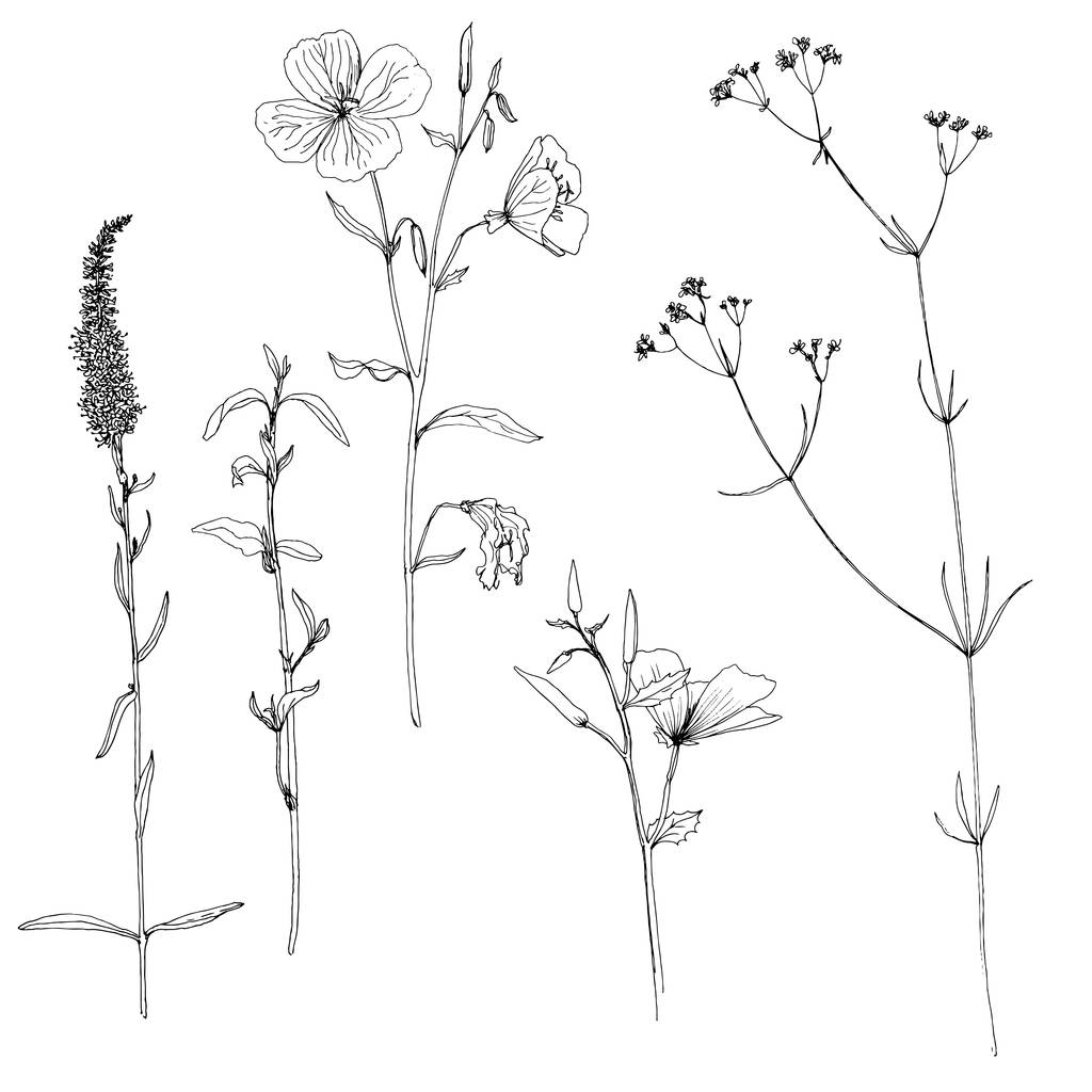 Conjunto de tinta dibujo hierbas y flores
 - Vector, Imagen