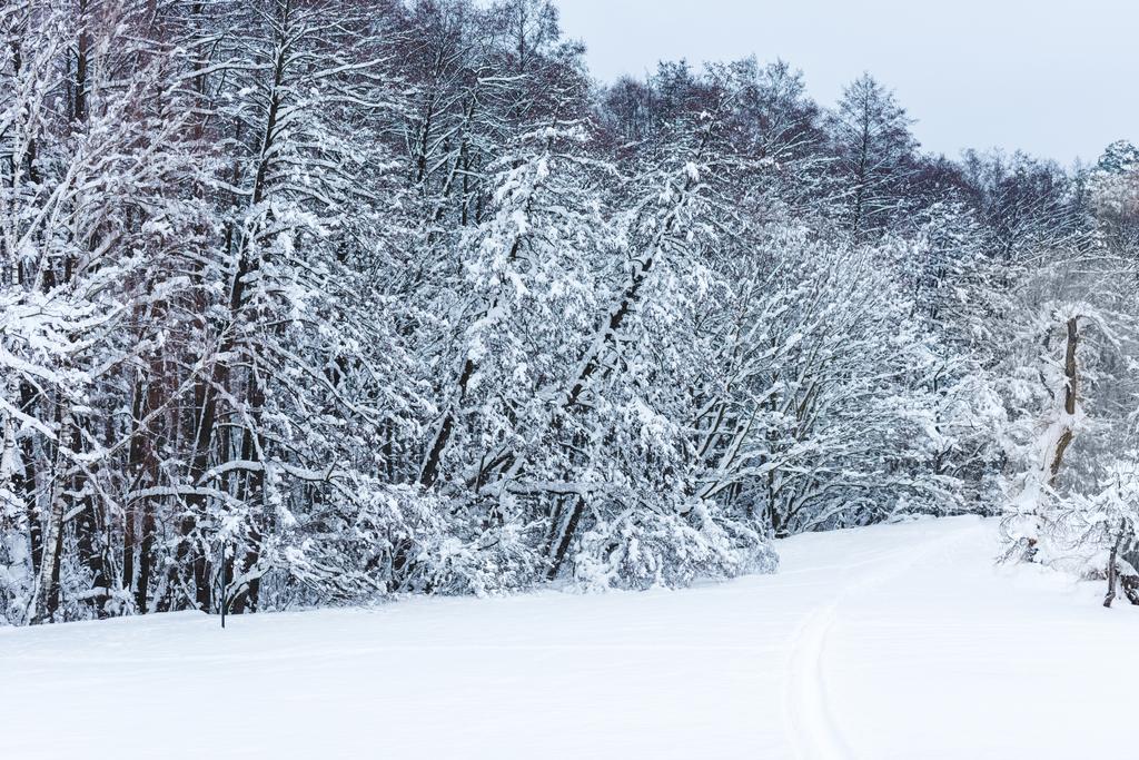 scenic view of winter forest and trees covered with snow - Photo, Image