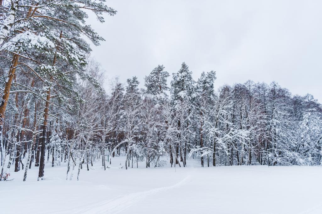 γραφική θέα του χιονιού που καλύπτει δέντρα στο δάσος του χειμώνα - Φωτογραφία, εικόνα