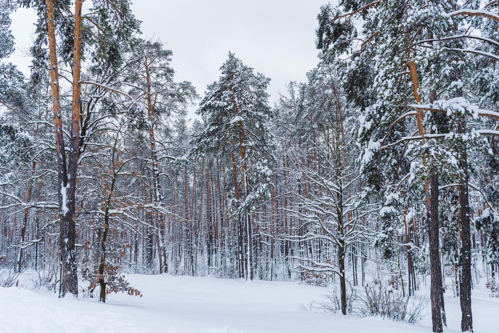 γραφική θέα από το όμορφο χιόνι κάλυψε δέντρα στο χειμερινό πάρκο - Φωτογραφία, εικόνα