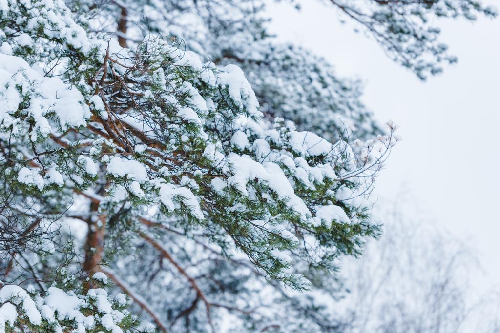 lähikuva lumen peittämistä oksista talvipuistossa
 - Valokuva, kuva