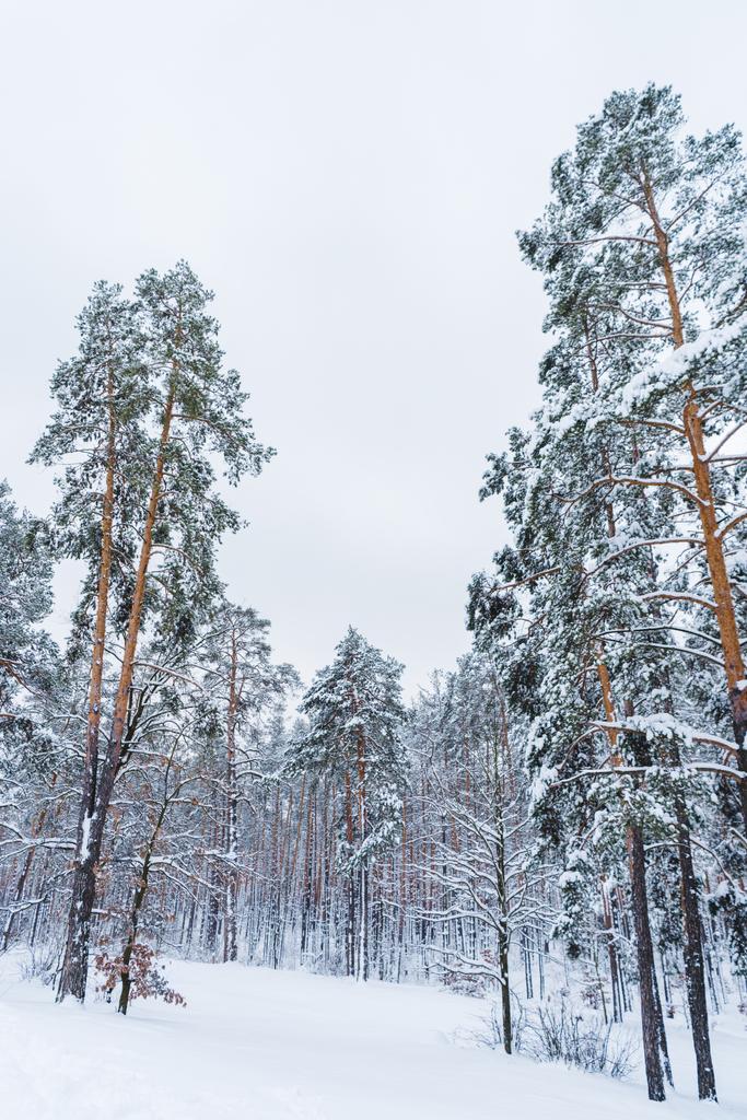 美しい雪の景色は冬の森の木を覆われて    - 写真・画像
