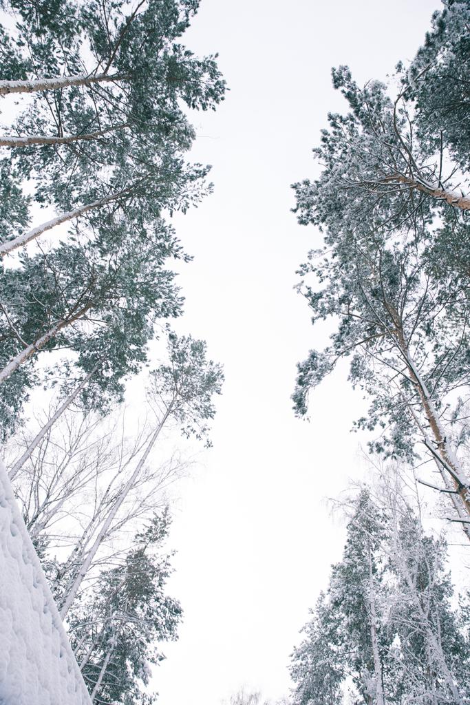 bottom view of trees covered with snow in forest - Photo, Image