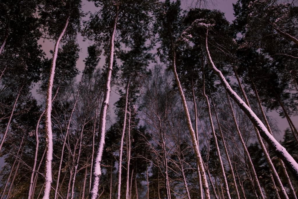 Onderaanzicht van bomen met sneeuw in bos in avond - Foto, afbeelding