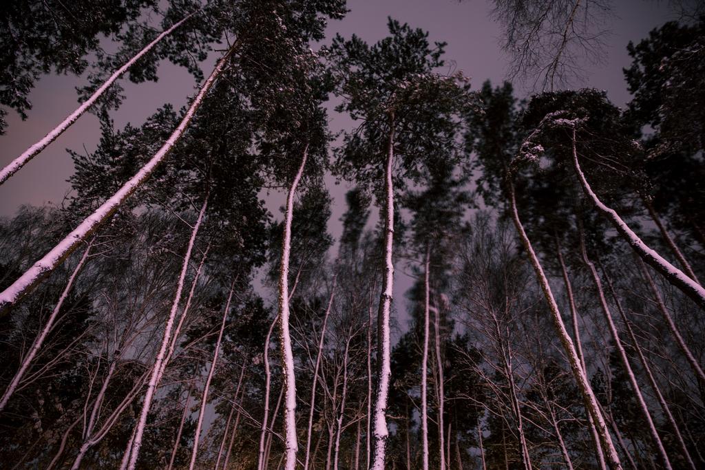 вид снизу деревьев со снегом в лесу вечером
 - Фото, изображение