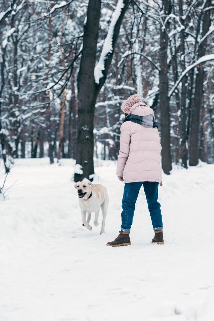 vista trasera de mujer con perro labrador en parque de invierno
 - Foto, imagen