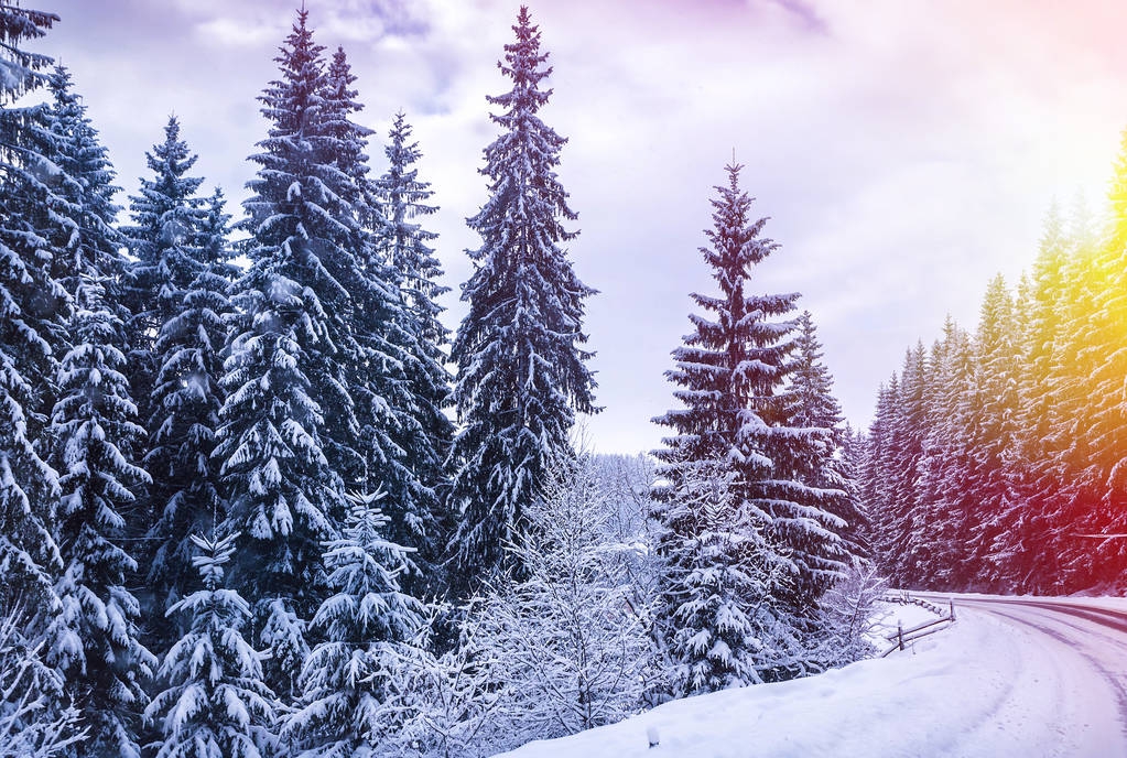Paisaje de invierno de Navidad, abetos y pinos cubiertos de nieve en el camino de montaña
 - Foto, imagen