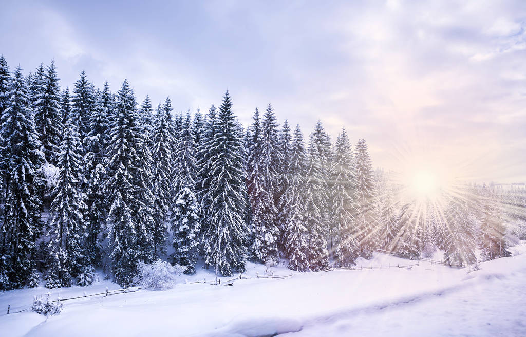 Zima Krajobraz, świerk i sosna choinki pokryte śniegiem na górskiej drodze - Zdjęcie, obraz