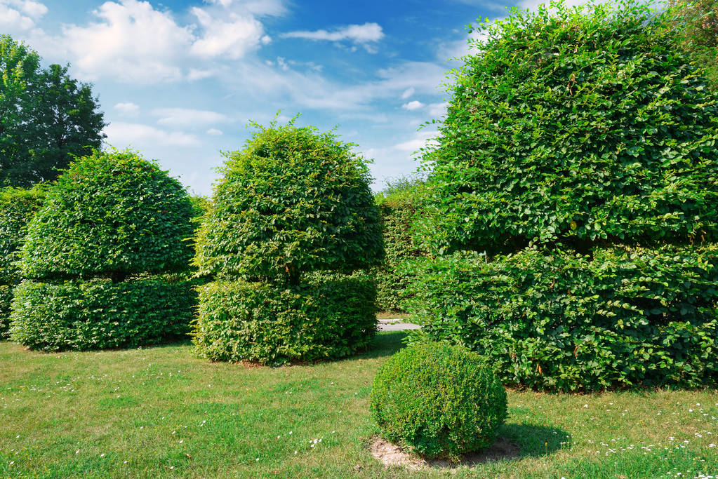 setos y arbustos ornamentales en un parque de verano
. - Foto, Imagen