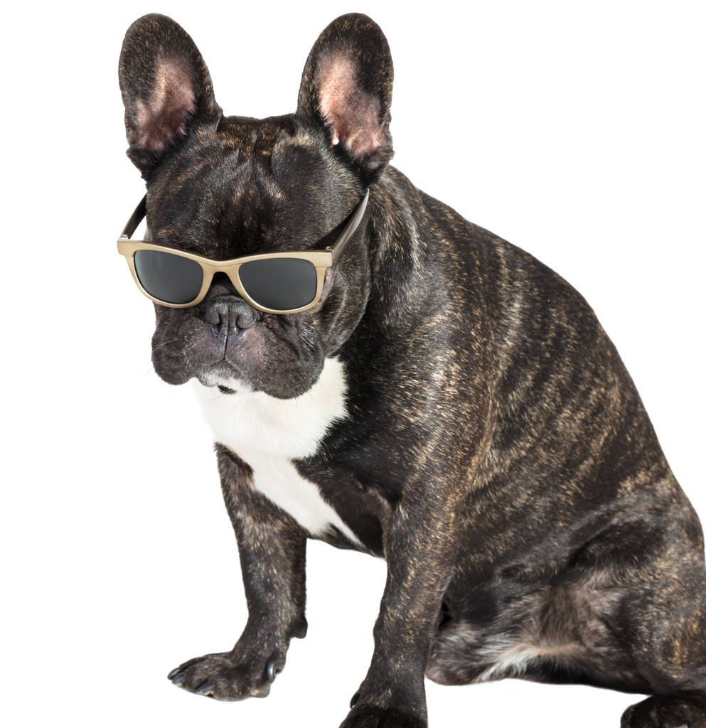 perro bulldog francés en gafas
  - Foto, Imagen