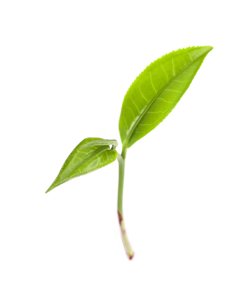 zielony liść herbaty izolowane na białym tle - Zdjęcie, obraz