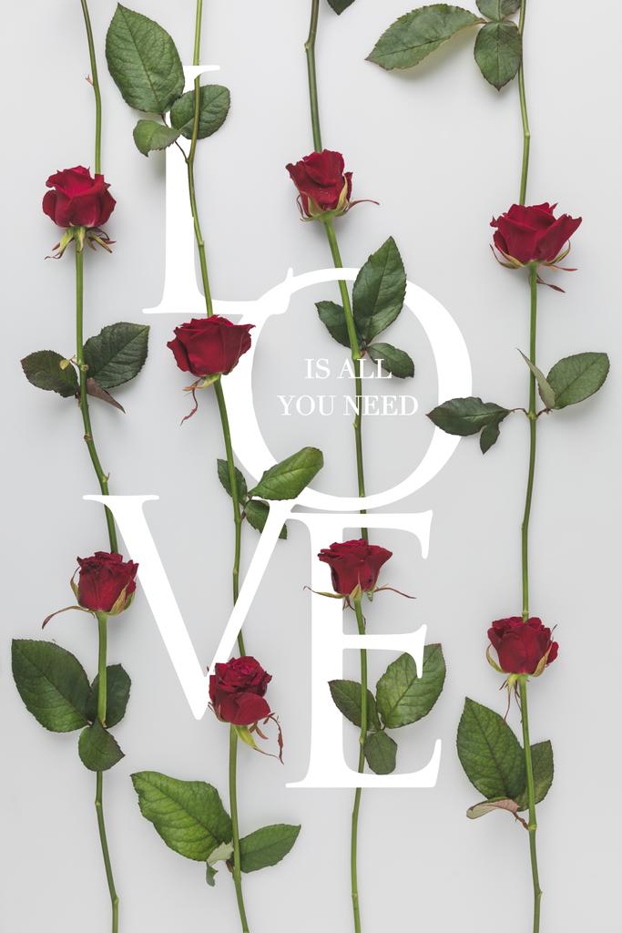 полная рамка устроенных красных роз, изолированных на белом, День святого Валентина праздничной концепции
 - Фото, изображение