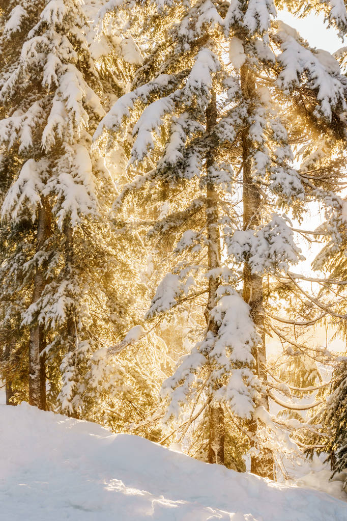 Pinos perennes de Navidad en el bosque de invierno snowin día soleado
. - Foto, imagen