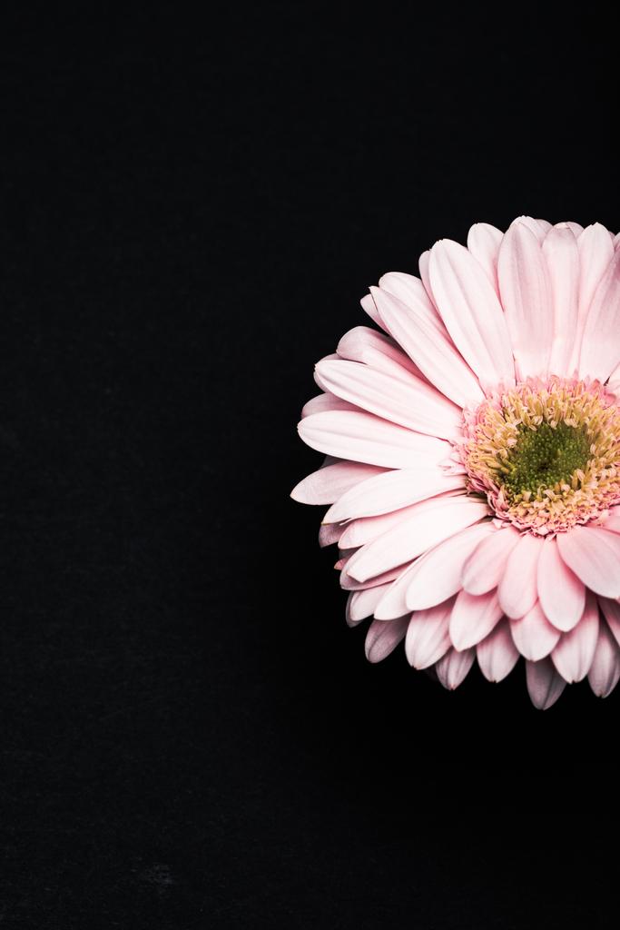 красивые розовые герберы изолированы на черном
 - Фото, изображение