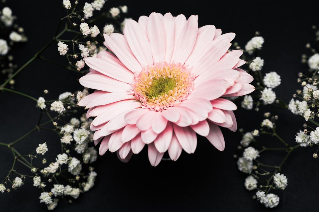 Foto e imagen de stock sin royalties de Gerberas Rosadas Con Pequeñas  Flores Blancas En