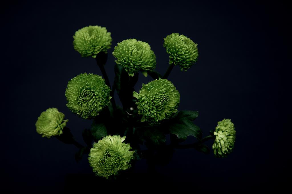 красивые зеленые цветы изолированы на черный
 - Фото, изображение