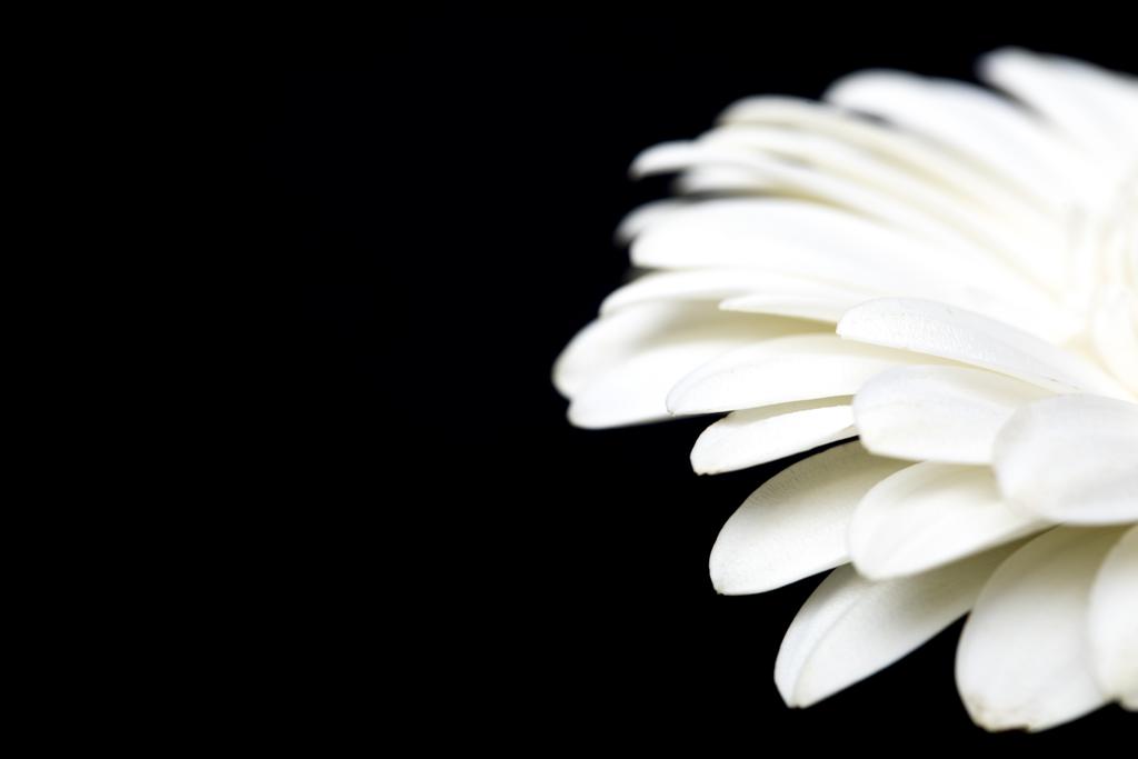 imagen recortada de gerbera blanca aislada en negro
 - Foto, imagen