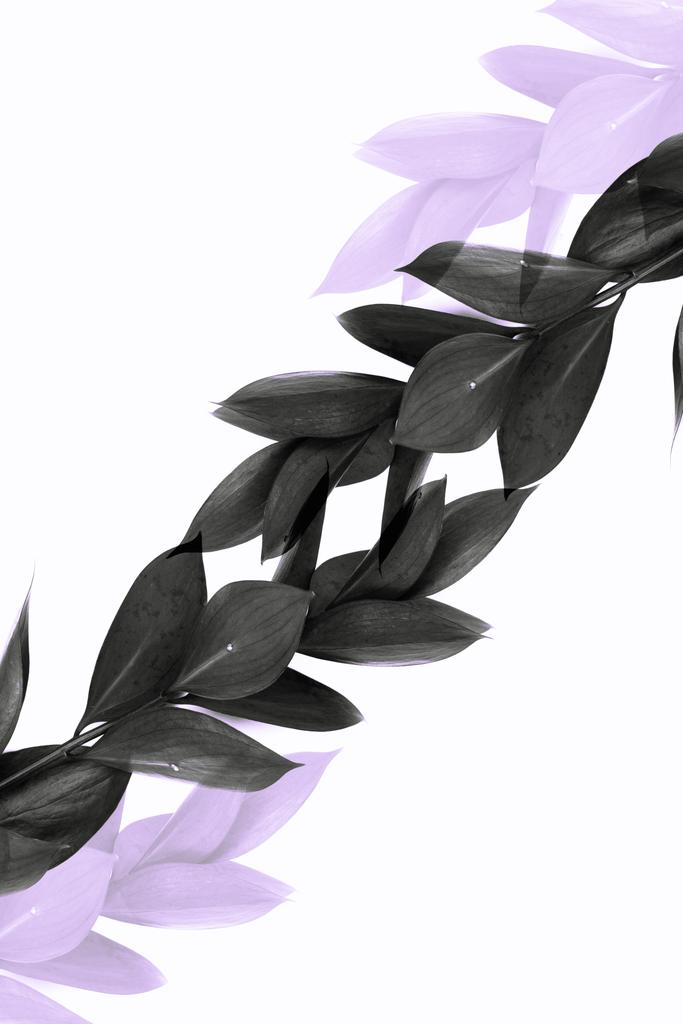 gałązki z liśćmi szary i przejrzyste fioletowy gałązki na białym tle  - Zdjęcie, obraz