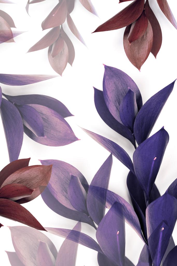 μοβ και καφέ φύλλα στα κλαδιά που απομονώνονται σε λευκό  - Φωτογραφία, εικόνα